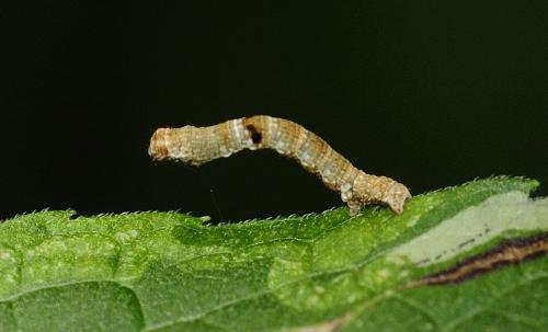 Ectropis crepuscularia
